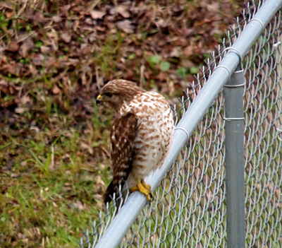 [Hawk has both feet grasping the top fence rail as its body faces to the right yet its head it looking 180 degrees away to the left.]